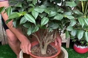 南方栀子花养护指南（全面掌握栀子花的种植与养护技巧）