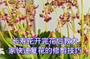 长寿花茎干枯了怎么办？（教你四种方法拯救长寿花的枯萎茎干）
