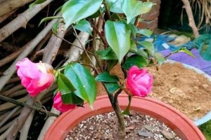 茶花种植的土壤及选址（了解茶花的生长环境和土壤条件）
