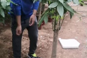 以发财树用淘米水浇灌的方法及好处（发财树的理想水源——淘米水是个好选择！）