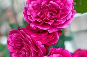 月季花的养殖技巧（掌握关键养护知识，打造花园的焦点）