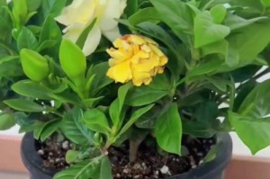 秋冬养护栀子花的技巧（细致呵护，让栀子花在寒冬中绽放迷人之美）