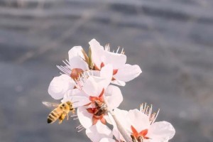 探秘桃花（结构、特点、生长环境、栽培方法、历史文化等）