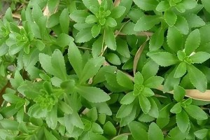农村人都知道的“费菜”（费菜的名字来源及食用方法）