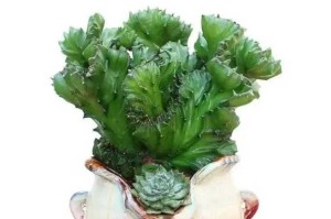 麒麟植物的养护指南（如何培养健康的麒麟植物）