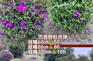 巧学巴西野牡丹的浇水技巧（让你的野牡丹茁壮成长）