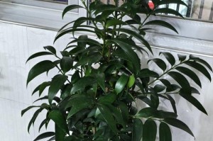 盆栽花种植（从小花盆中看见大收益）