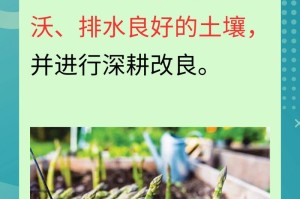 芦笋种子怎么种植（从种子到丰收，一步步教你种植美味可口的芦笋）