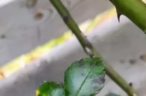 月季花的养殖秘籍（简单易行的月季花养护方法）