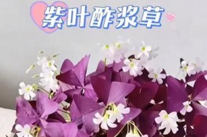探秘紫叶酢浆草的养护之道（打造迷人庭院，学会养护紫叶酢浆草）
