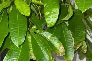 发财树叶子发黄掉叶的原因与解决方法（解读发财树叶子发黄掉叶的现象，掌握有效养护技巧）