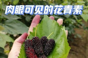 桑葚种子的食用价值（你知道吗？桑葚种子也是宝！）