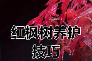 红枫的养殖方法与注意事项（打造一个美丽的红枫园）