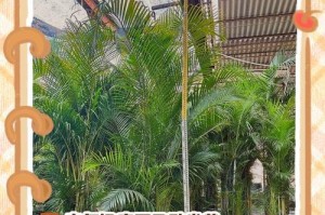 散尾葵叶子变软的原因及解决方法（探究散尾葵叶子变软的因素和有效的护理方法）