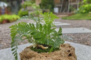 如何选择适合种植的植物在石槽中（了解石槽特点，从而选择合适的植物生长环境）