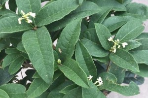 揭秘！揭秘！揭秘！——桂花能否晒太阳