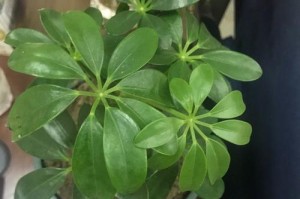 如意浇水的正确方法（浇透是否必要？经常浇水是否好？）