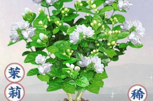 茉莉花怎样养护冬天（细心呵护，让茉莉花冬季盛放）