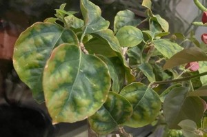 三角梅为何在这个季节掉叶子？（揭开三角梅掉叶之谜，了解掉叶原因与应对方法）