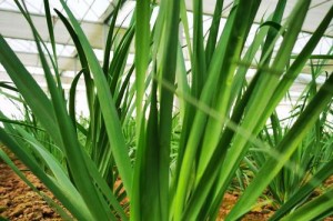 韭菜大面积种植的技巧与经验分享（探究韭菜大规模种植的关键因素及优化方法）