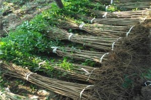 种植石榴的全过程（以石榴籽怎么种活为例）