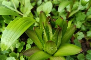 八宝景天的食用方法与益处（探究八宝景天的营养特性及多样化食用方式）