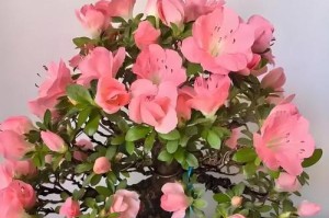 杜鹃花树的养护技巧（打造美丽花园，从杜鹃花树开始）
