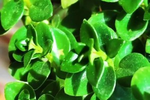 冬季金鱼花叶子掉光了怎么办？（保护你的金鱼花免受寒冷的侵害）