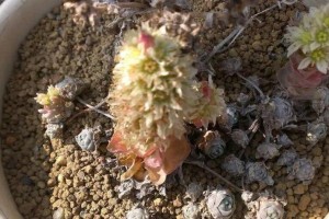 如何科学养护初入手子持年华的植物？（科学养护、细心呵护，让你的植物健康茁壮！）