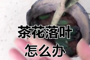 茶花叶子得病了怎么办？（快速识别与治疗茶花叶子疾病）