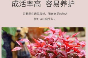 天竹养护指南（关注这些关键点，让你的天竹健康茁壮）