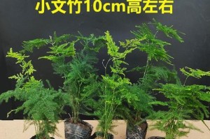 全面指南（健康成长，让文竹焕发生机）