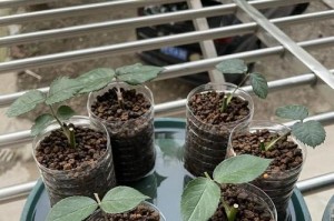 鸡蛋花扦插繁殖方法详解（让花卉繁衍更简单，一步步教你鸡蛋花扦插繁殖）