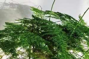如何挽救发黄的文竹（修剪技巧和保养要点让文竹恢复生机）
