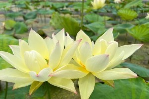 莲花的开花时间与养护技巧（掌握莲花开花规律，科学养护莲花）