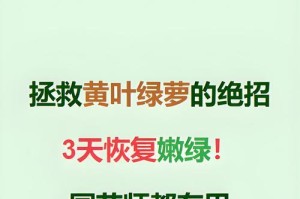 绿萝浇醋水的正确方法（让绿萝茁壮成长的秘诀）