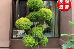 养植物花草树木的技巧与方法（打造绿色家园，从养植开始）