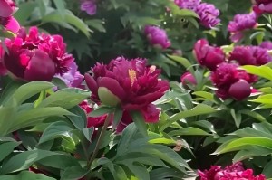 蒙古国花是什么花？（揭秘蒙古国的国花种类及其特点）