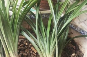 兰花开花谢了，如何处理？（保养技巧、修剪方法、营养补给）
