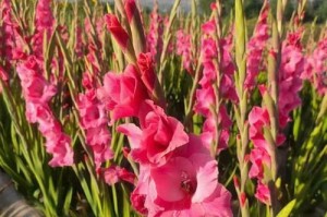 剑兰不长的原因及养护技巧（揭秘剑兰不长的6个原因，掌握养护技巧助其茁壮成长）