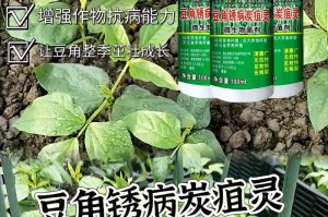 豆角的生长过程（从萌芽到收获，探究豆角成长的秘密）