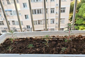 探秘以太阳花的成长之路（以太阳花的生长环境和技巧解析）