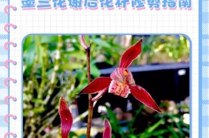 墨兰花蕾的浇水技巧（掌握浇水要领让墨兰绽放美丽）