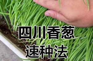 家用葱种植技巧（轻松掌握家用葱的种植方法）