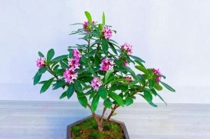 冬天如何浇水金边瑞香，保持健康生长（冬季金边瑞香养护指南，有效浇水关键）