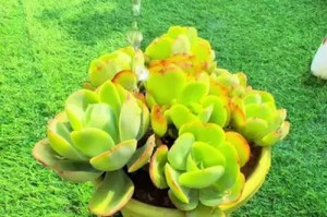 春天多肉植物浇水的技巧（保护多肉植物健康成长的关键）