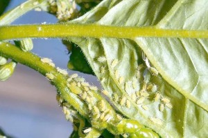 春天盆栽的蚜虫防治措施（预防蚜虫侵袭，让你的盆栽更加健康美丽）