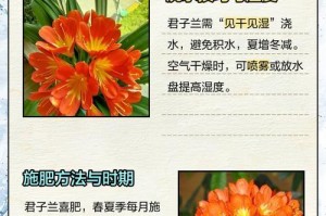 以君子兰怎么养培养（室内绿植的养护指南，君子兰如何健康成长）