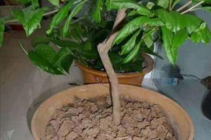如何教导家里的花在长时间主人不在时的照料方法（有效管理、保持湿度和温度、提供光照、定期施肥和修剪）