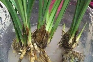 肥皂水不仅能洗手，还能浇花（探究肥皂水对植物生长的影响及正确使用方法）